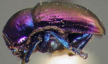 Media type: image; Entomology 9277   Aspect: habitus lateral view